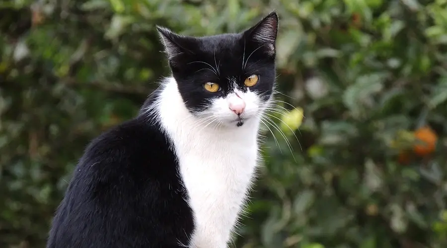 أسماء قطط اناث تركية