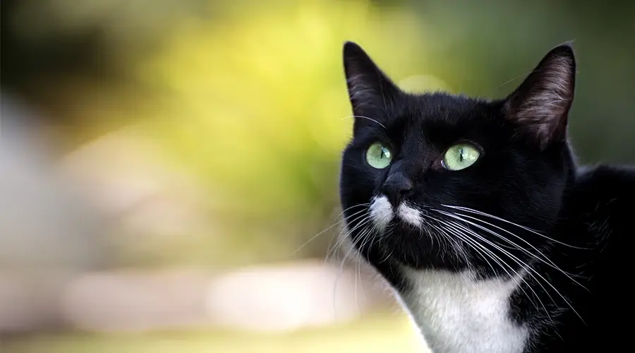 أسماء قطط ذكور أجنبية ومعانيها