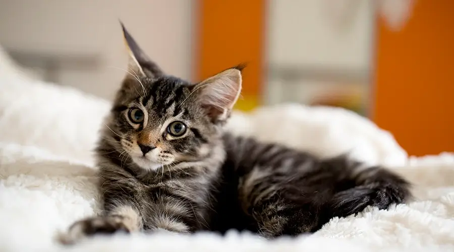 أسماء قطط ذكور كيوت