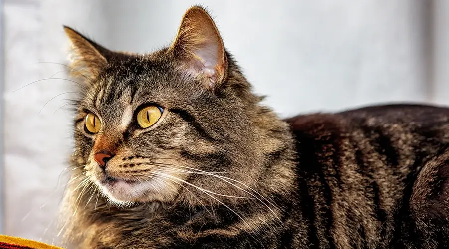 أسماء قطط ذكور مضحكة