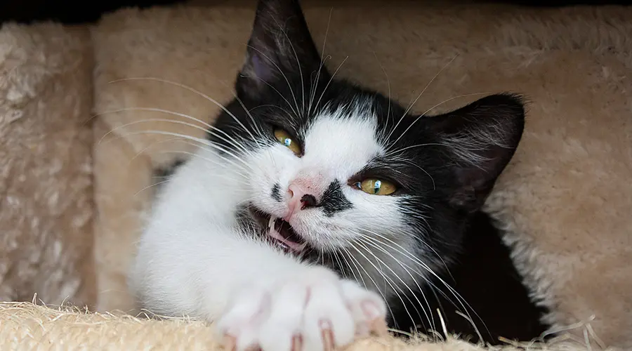 أصوات القطط