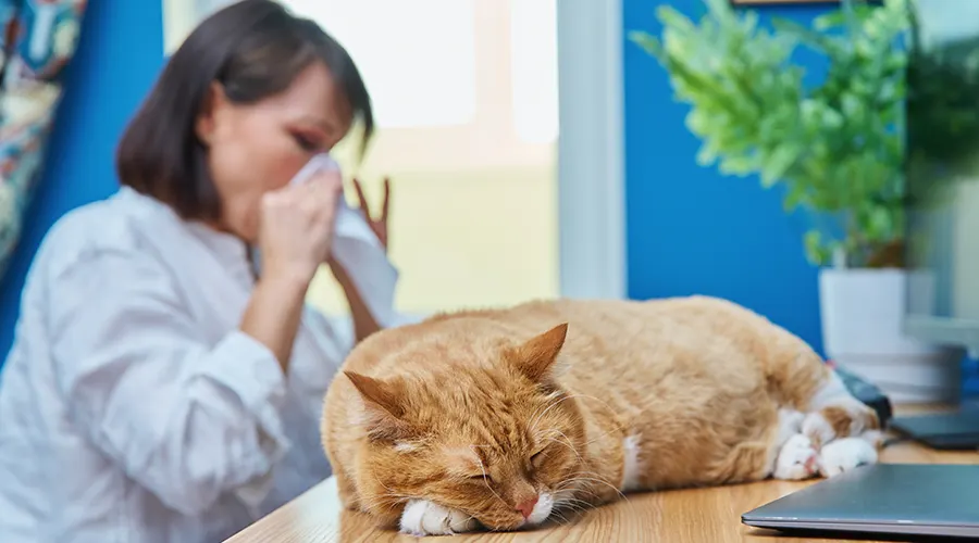 أضرار تربية القطط في المنزل