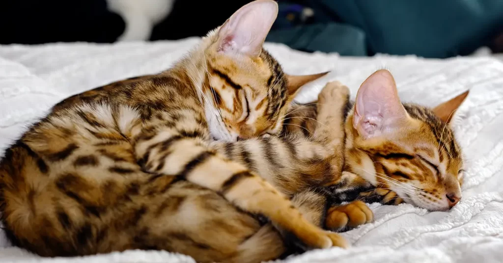 أماكن شراء قط البنغالي