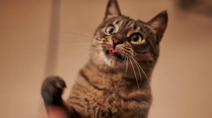 أنواع أصوات القطط ومعانيها