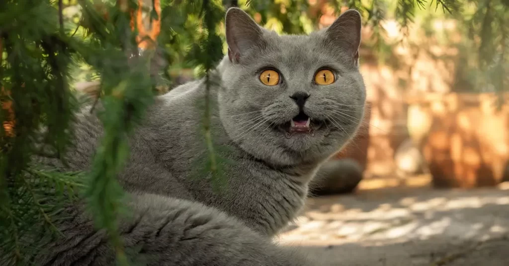 أنواع القط البريطاني