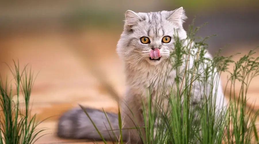 أنواع قطط سكوتش ستريت