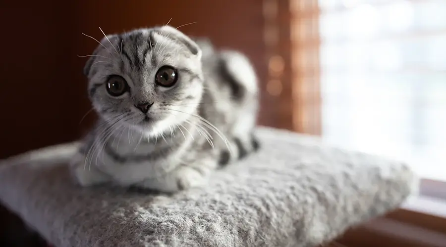 أنواع قطط سكوتش فولد