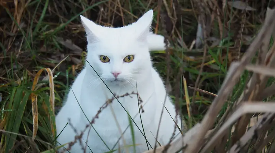 اسامي قطط انثى بيضاء