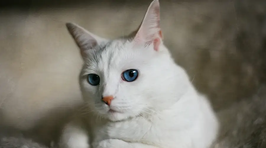 اسامي قطط انثى