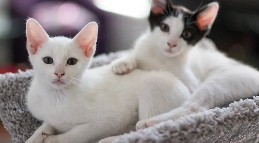 اسامي قطط انثى