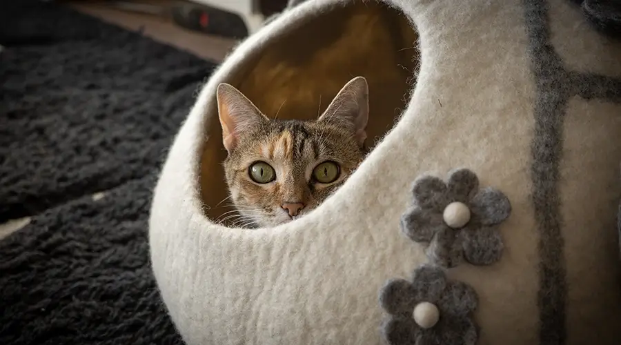 اسامي قطط جديدة