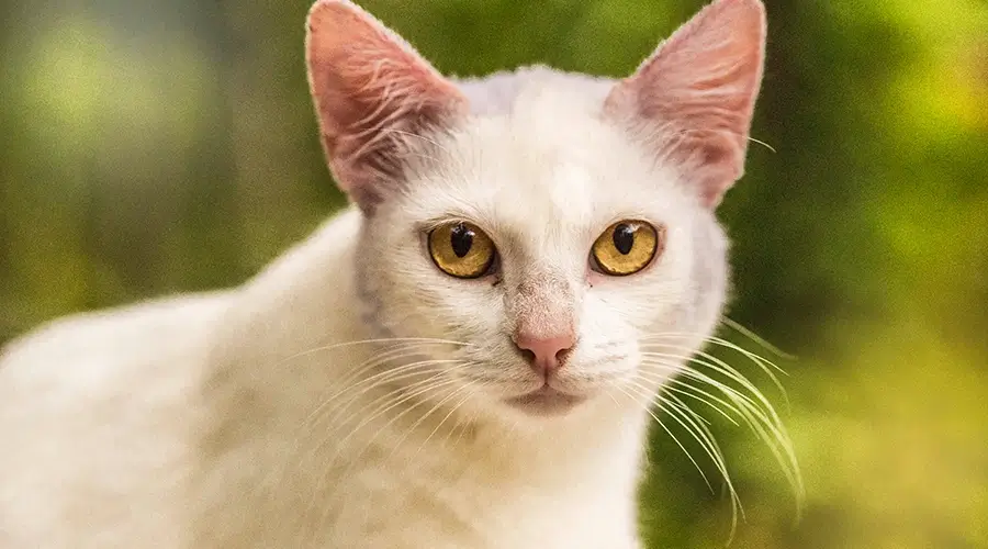 اسماء قطط ذكور عربية ومعانيها