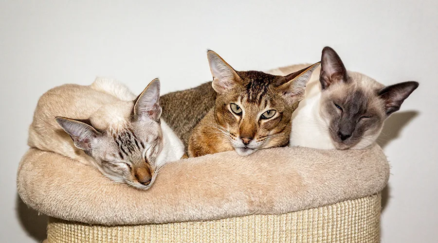 الفرق بين القط الشرقي وباقي سلالة القطط