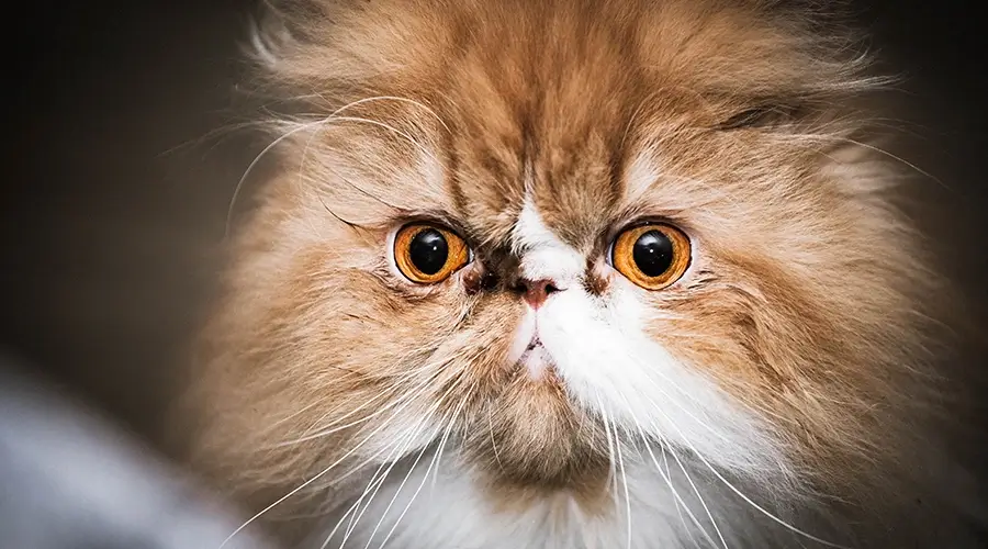 الفرق بين انواع القطط الشيرازى