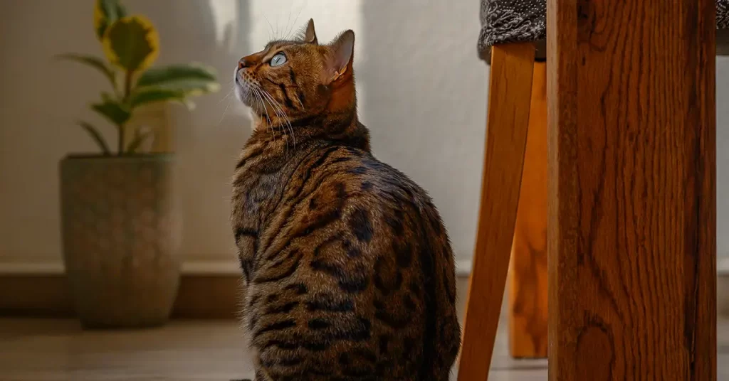 الفرق بين قط بنغال والقطط المشابهة له