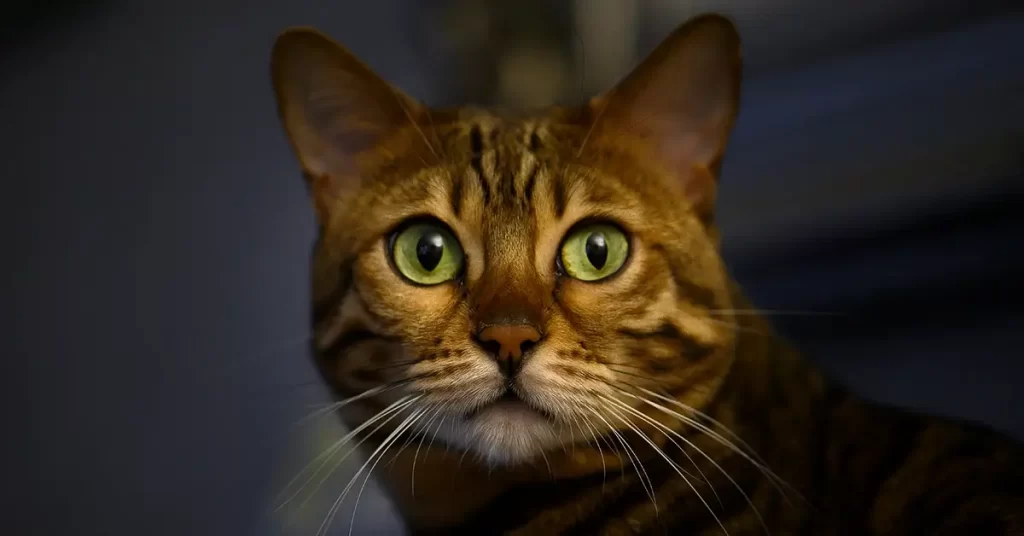 القطط البنغاليه