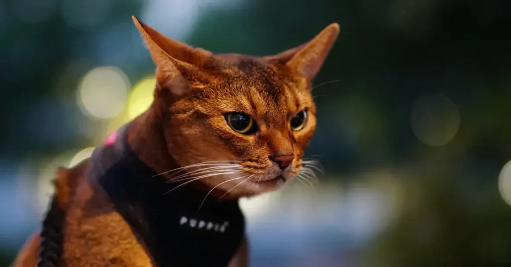 القط الحبشي