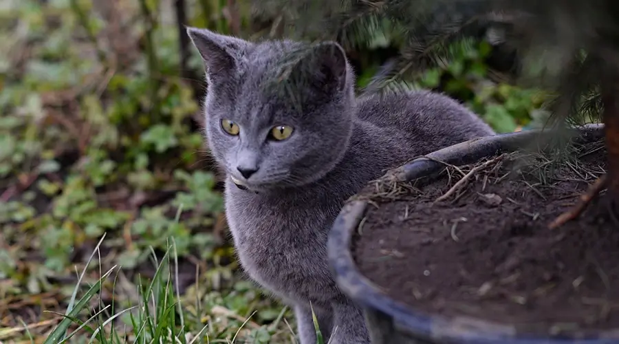 القط الروسي الأزرق