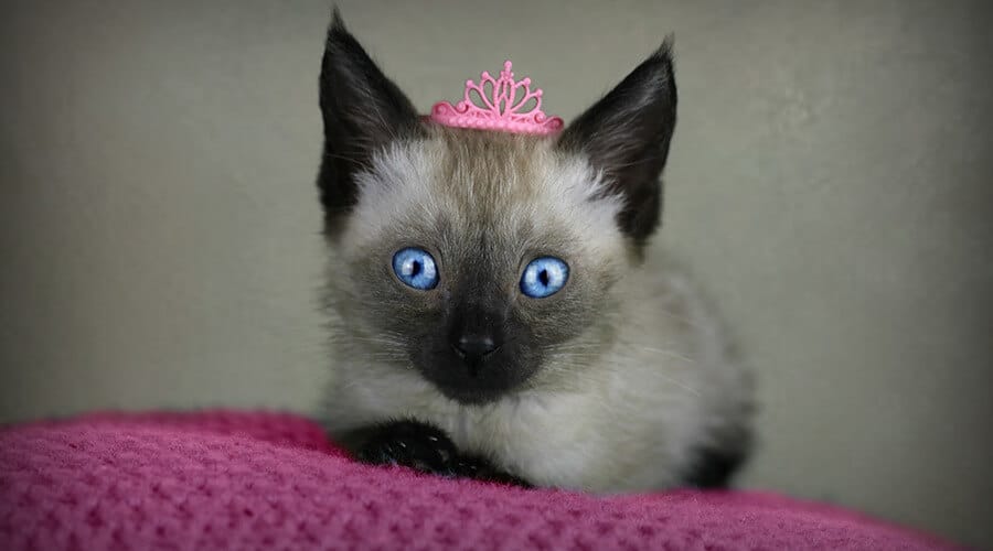 القط السيامي ابل هيد (Applehead)