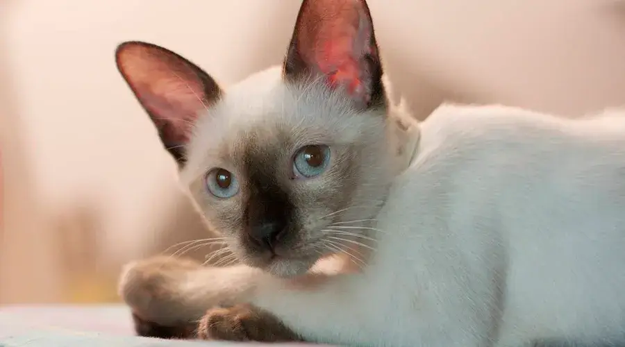 القط السيامي التقليدي