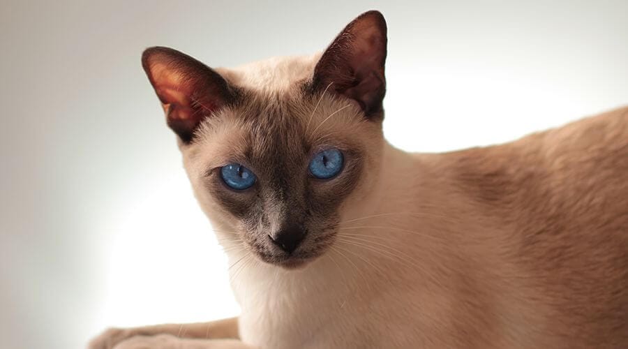 القط السيامي العصري