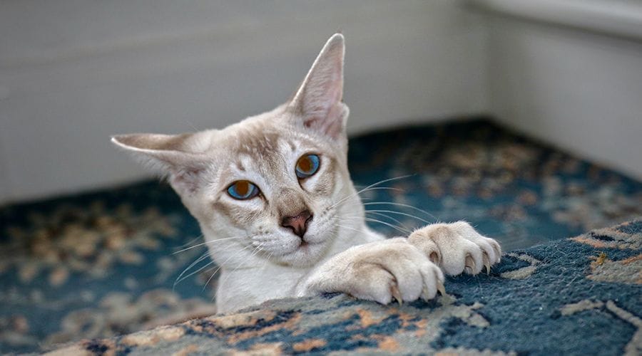 القط السيامي ذو الأطراف الزرقاء