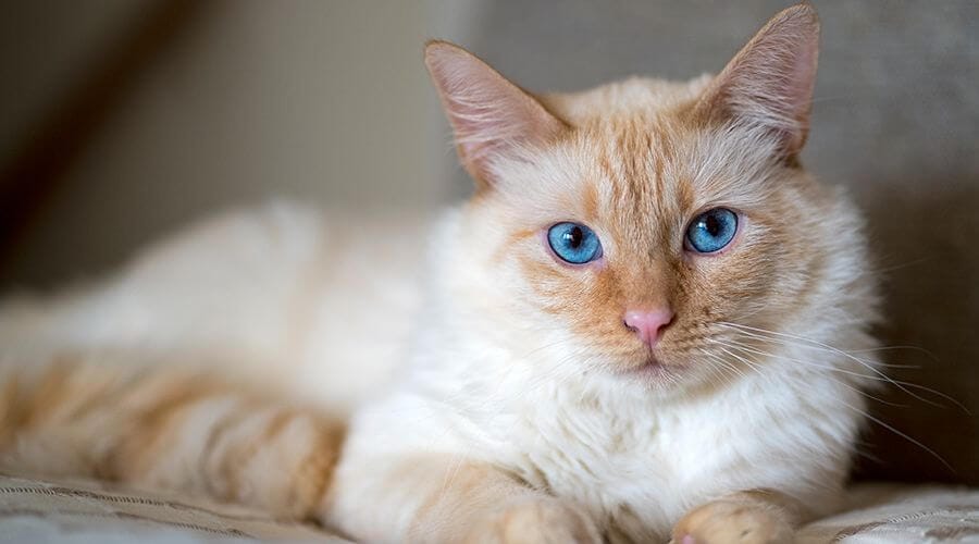 القط السيامي ذو النقطة الكريمية