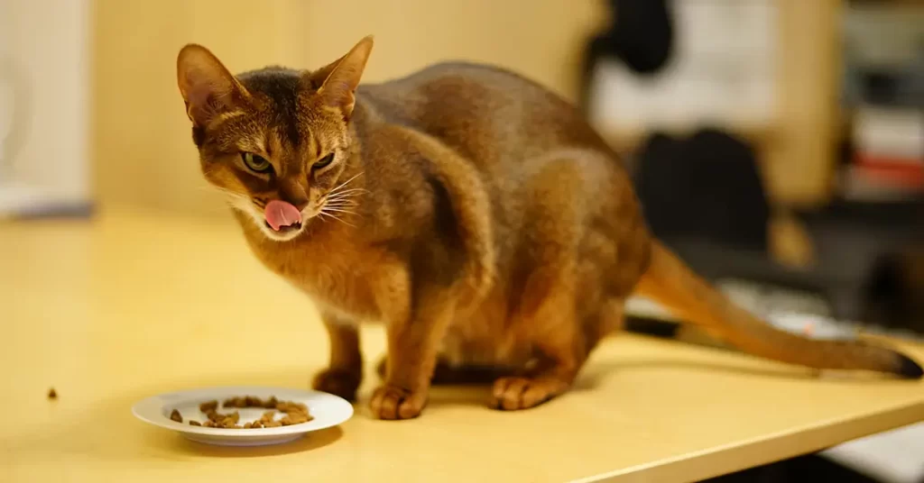 النظام الغذائي للقط الحبشي