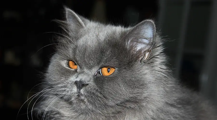 بسس الشيرازي