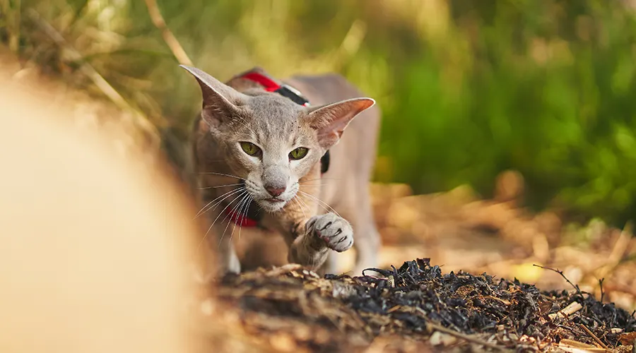 بيئة قط شرقي قصير الشعر