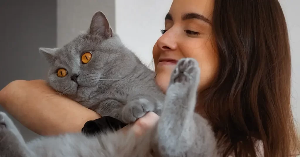 تربية القط البريطاني