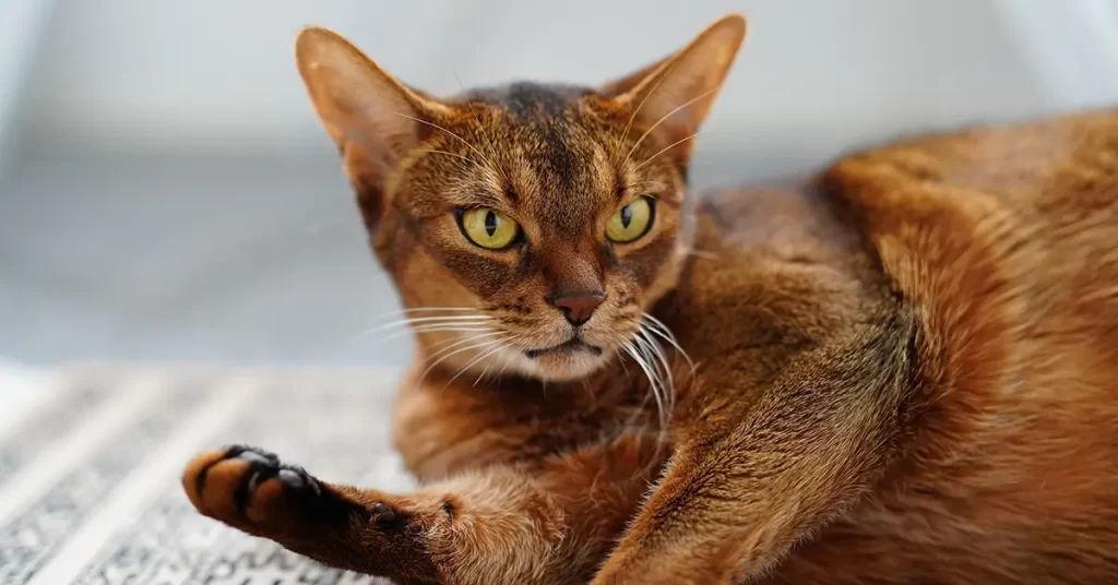 حقائق مدهشة عن القط الحبشي