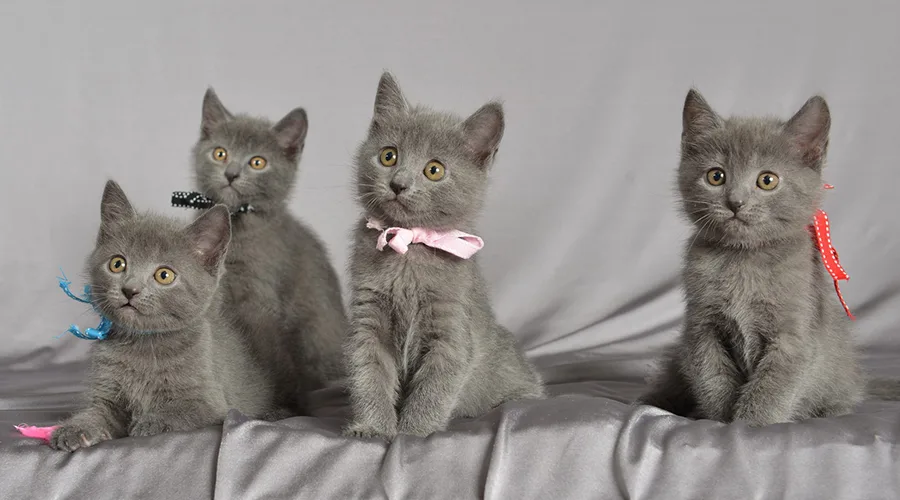 سعر قط شارتروه