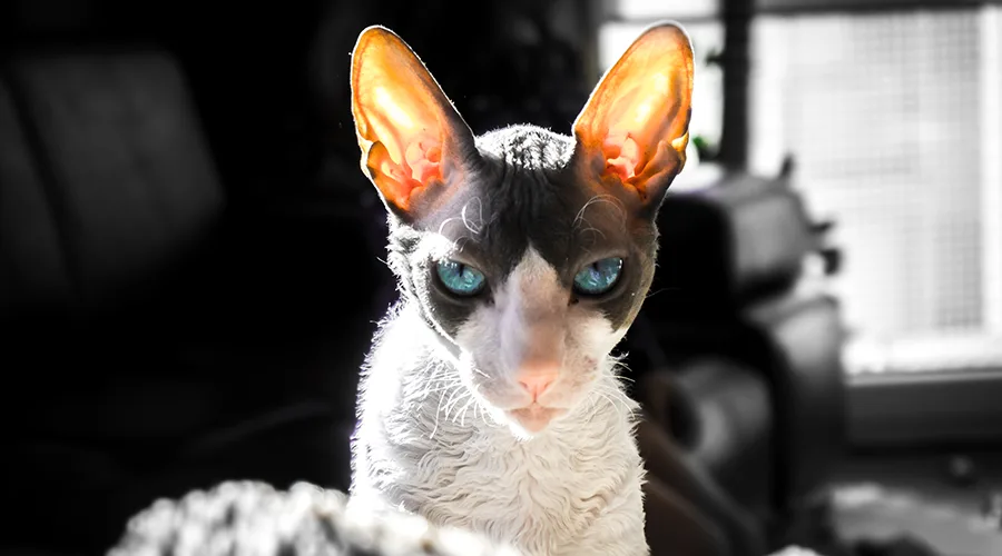 سلالة قطط - قط كورنيش ريكس