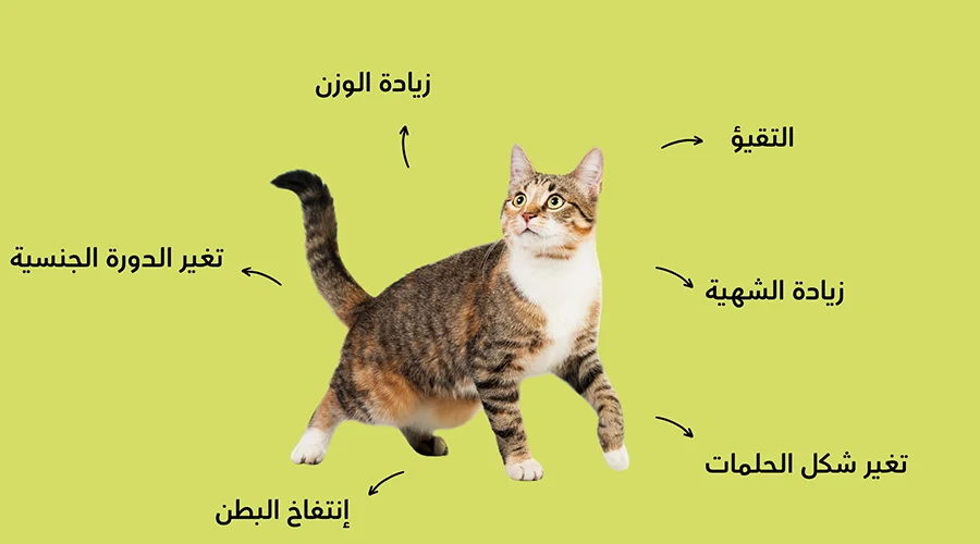 علامات حمل القطط الجسدية