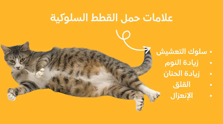 علامات حمل القطط السلوكية
