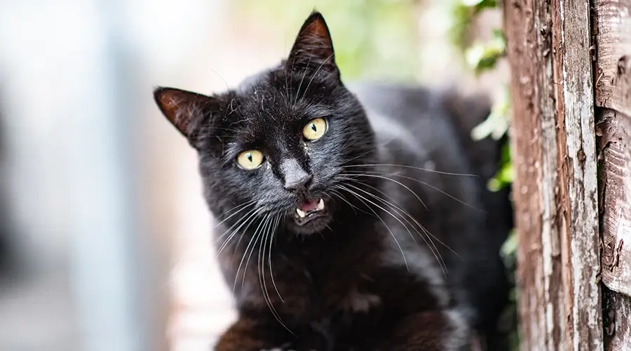 فهم أنواع أصوات القطط