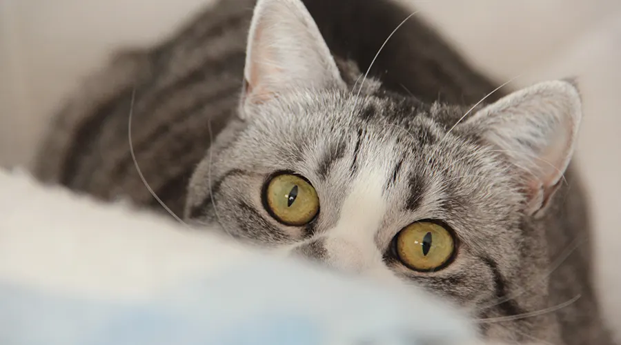 فوائد القطط في المنزل