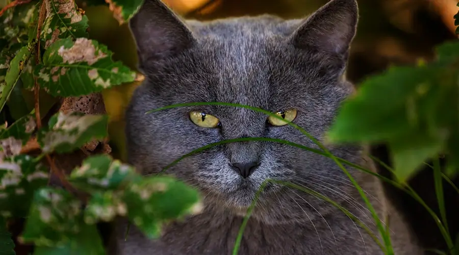 قط أمريكي قصير الشعر