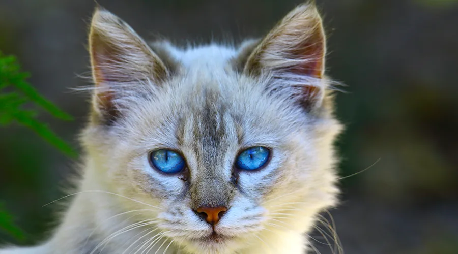 قط أوزوس ازولي