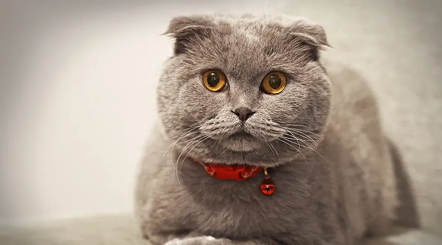 قط إسكتلندي مطوي الأذن