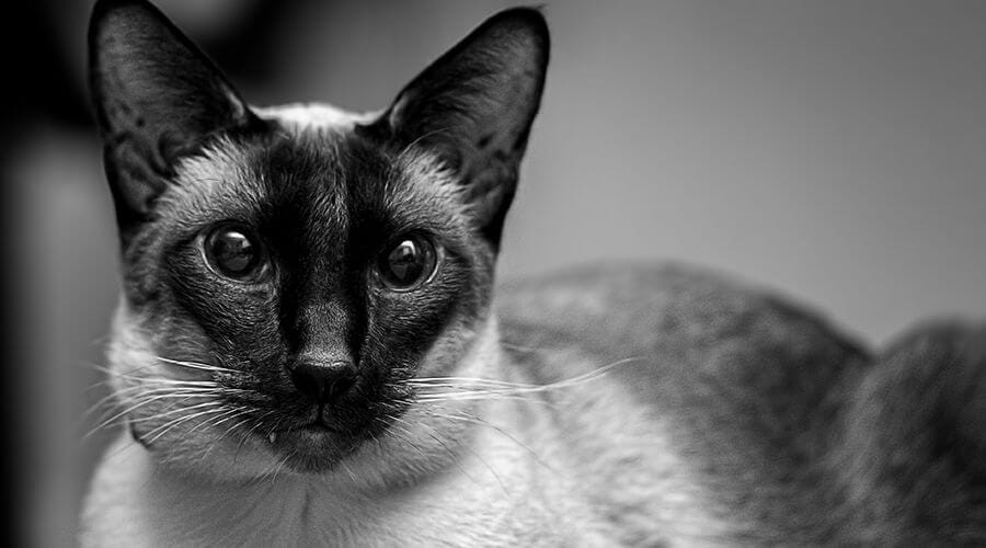 قط السيامي إسفين