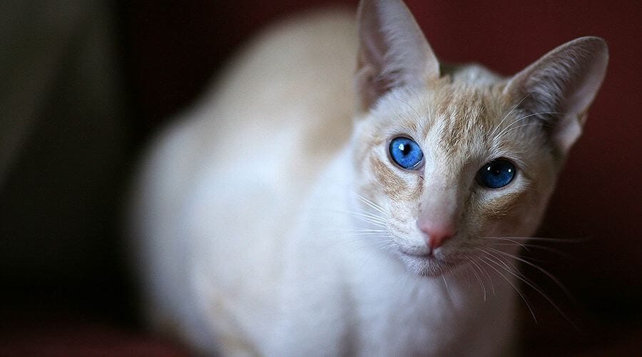 قط السيامي المشمشي