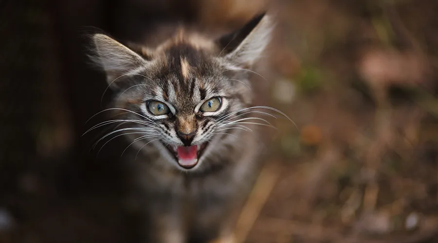 قط الغابة النرويجي