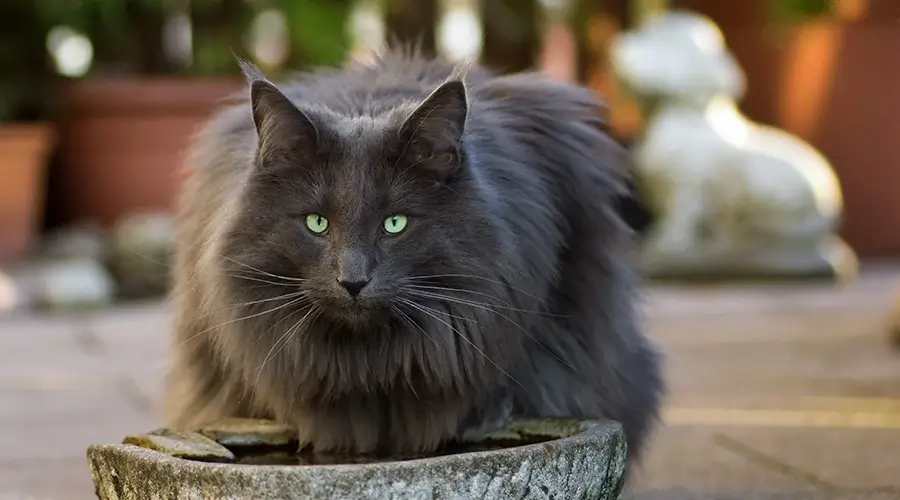 قط الغابة النرويجي