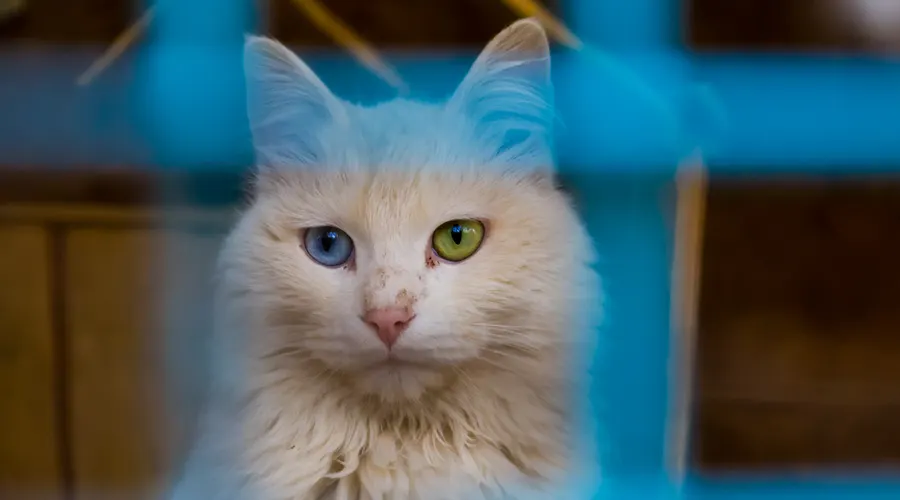 قط الفان التركي