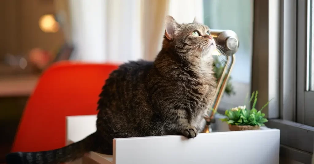 قط المونتشكين للتبني