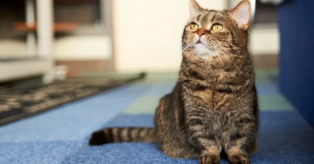 قط المونتشكين