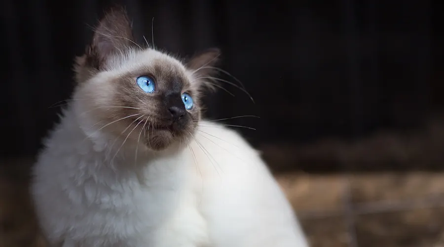 قط بالينيزي