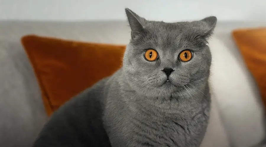 قط بريطاني قصير الشعر